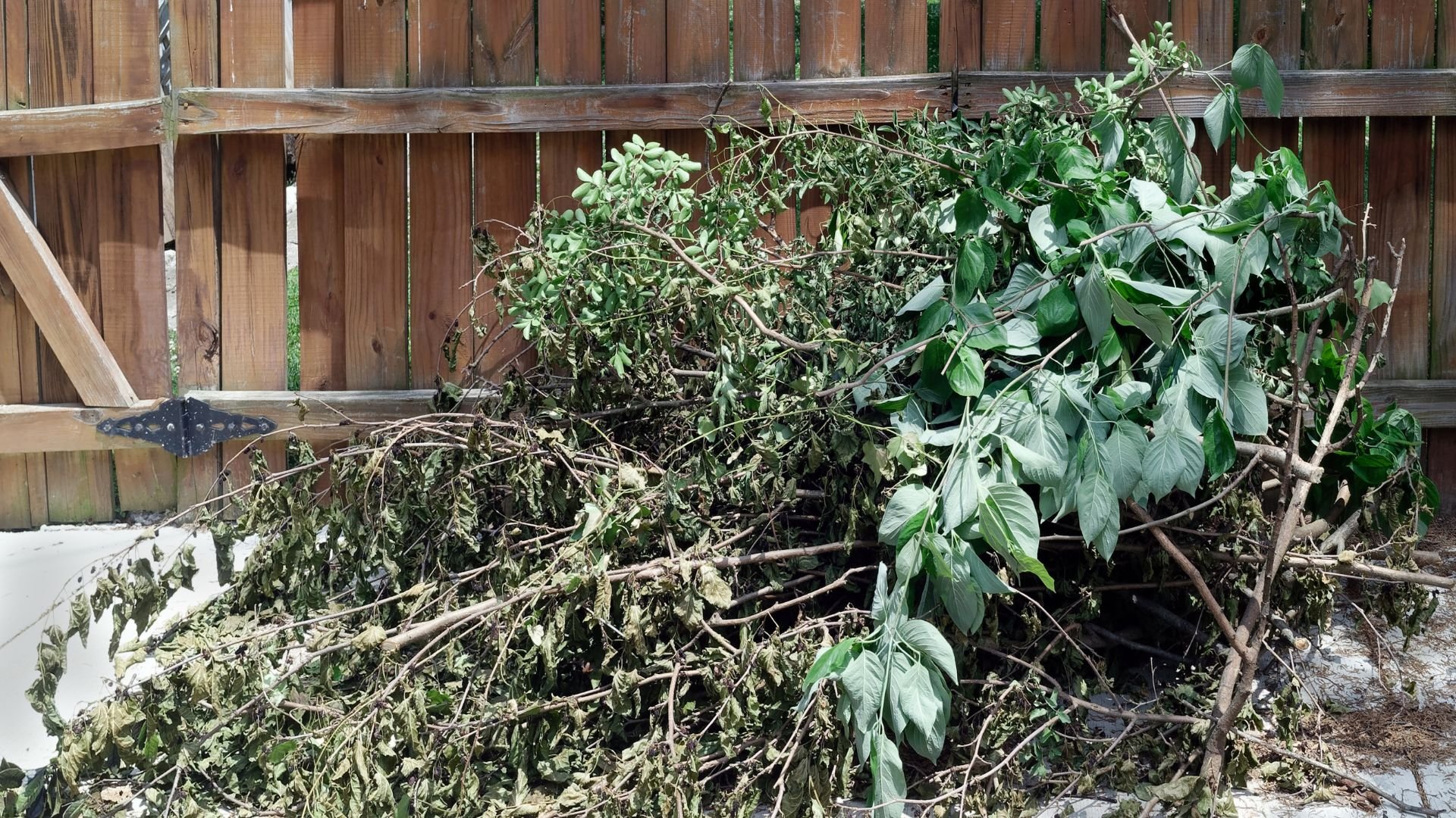 Pile of pruned branches and green leaves against wooden fence